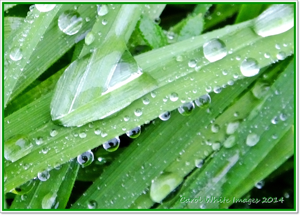 Raindrops(best viewed large) by carolmw