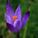 First crocus of spring! by callymazoo