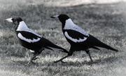 5th Feb 2014 - Doing the Magpie walk