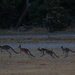 Jumping kangaroos by gosia