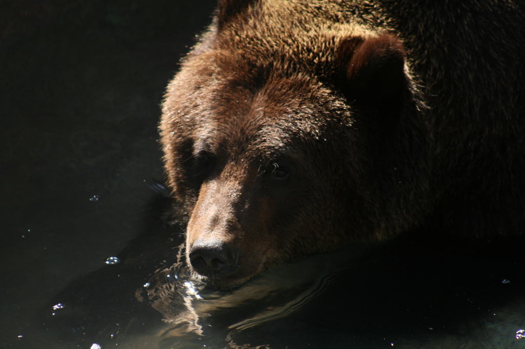 Grizzly by kerristephens