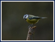 5th Feb 2014 - Today's blue tit