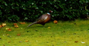 5th Feb 2014 - A visitor in our garden.....