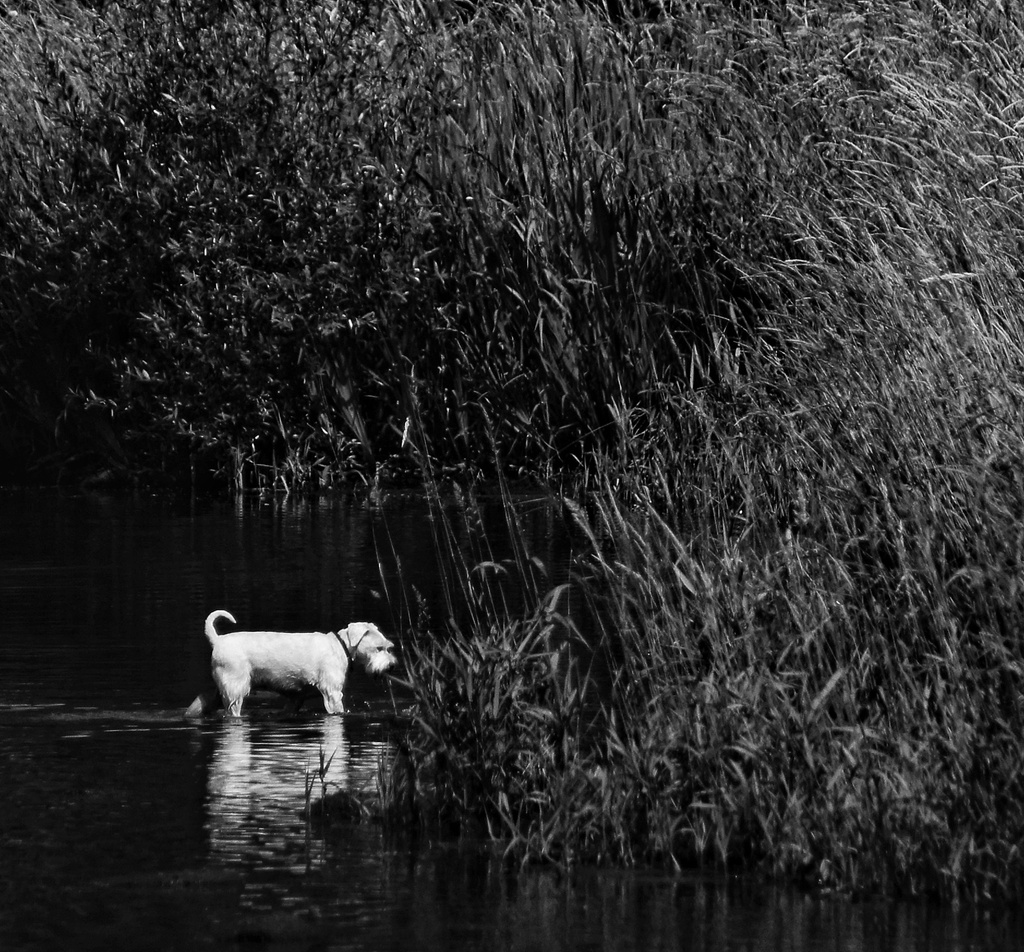 Doggy Paddle by jesperani