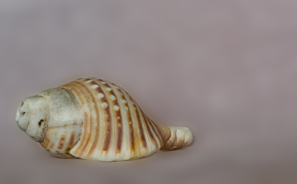 Shell by salza