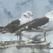 Black-backed gulls by kiwiflora