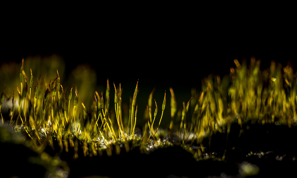Moss at night by shepherdmanswife