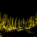 Moss at night by shepherdmanswife