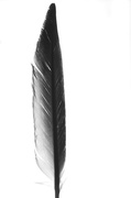 5th Feb 2014 - Feather