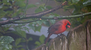 5th Feb 2014 - At last a cardinal!
