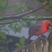 At last a cardinal! by jamibann
