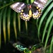Cairns Birdwing Butterflies 2 by leestevo