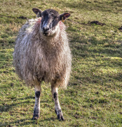 5th Feb 2014 - startled sheep