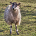 startled sheep by jantan