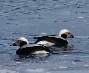 5th Feb 2014 - Long-tailed Ducks