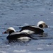 Long-tailed Ducks by annepann