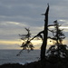 Ucluelet Silhouette by pamelaf