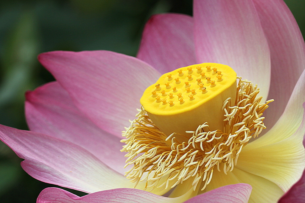Lotus flower by rustymonkey