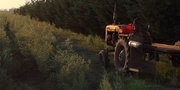 6th Feb 2014 - "an old tractor and a fresh harvest of asparagus"...