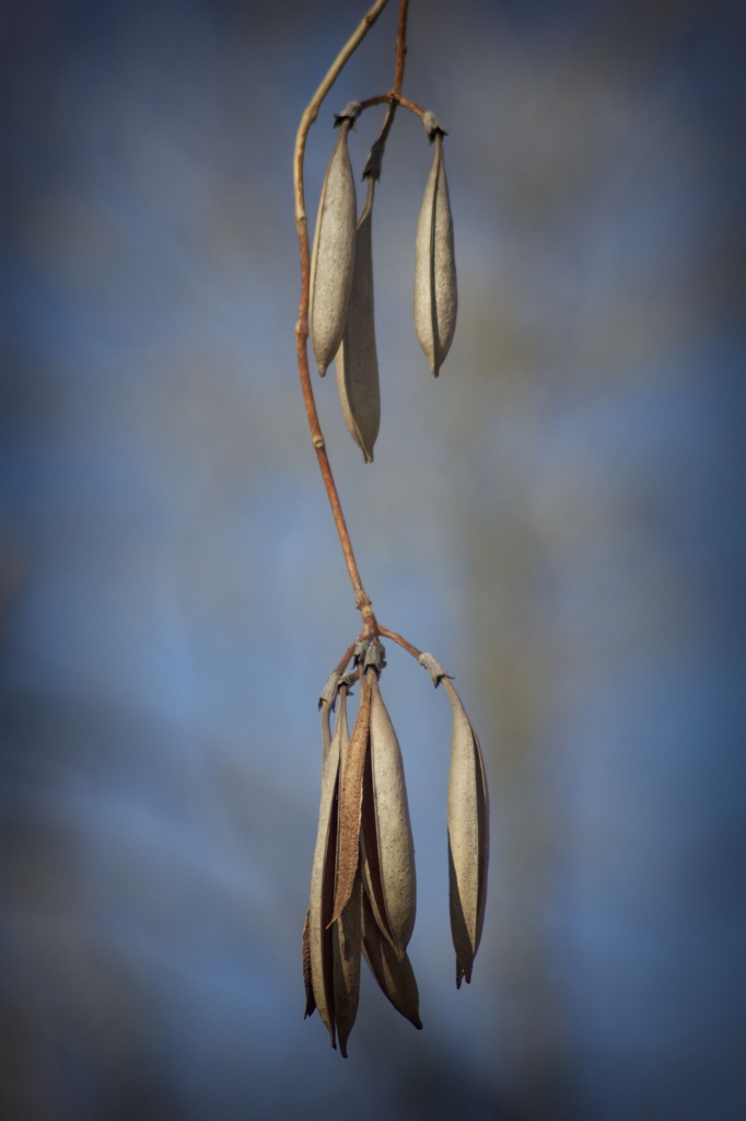 Seed Pods by jamibann