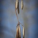 Seed Pods by jamibann