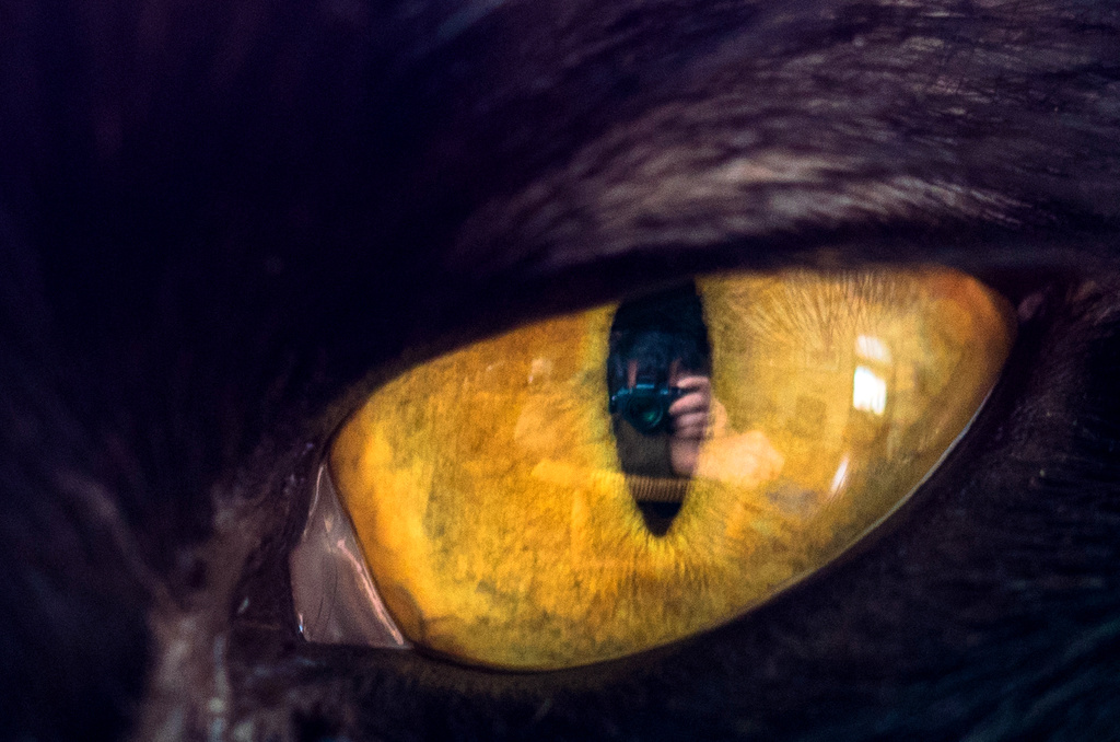 In a Cat's Eye by tosee