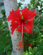 5th Feb 2014 - National Flower Hibiscus