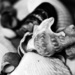 Shells in black and white by elisasaeter