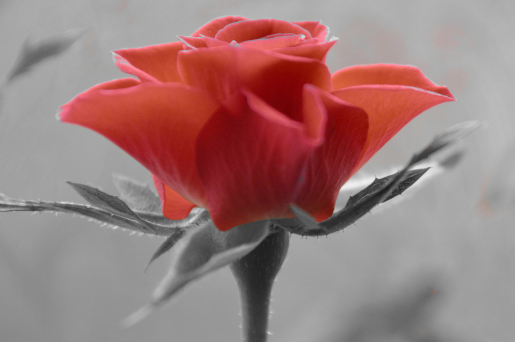 So Red the Rose - Selective Colouring. by darrenboyj