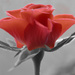 So Red the Rose - Selective Colouring. by darrenboyj