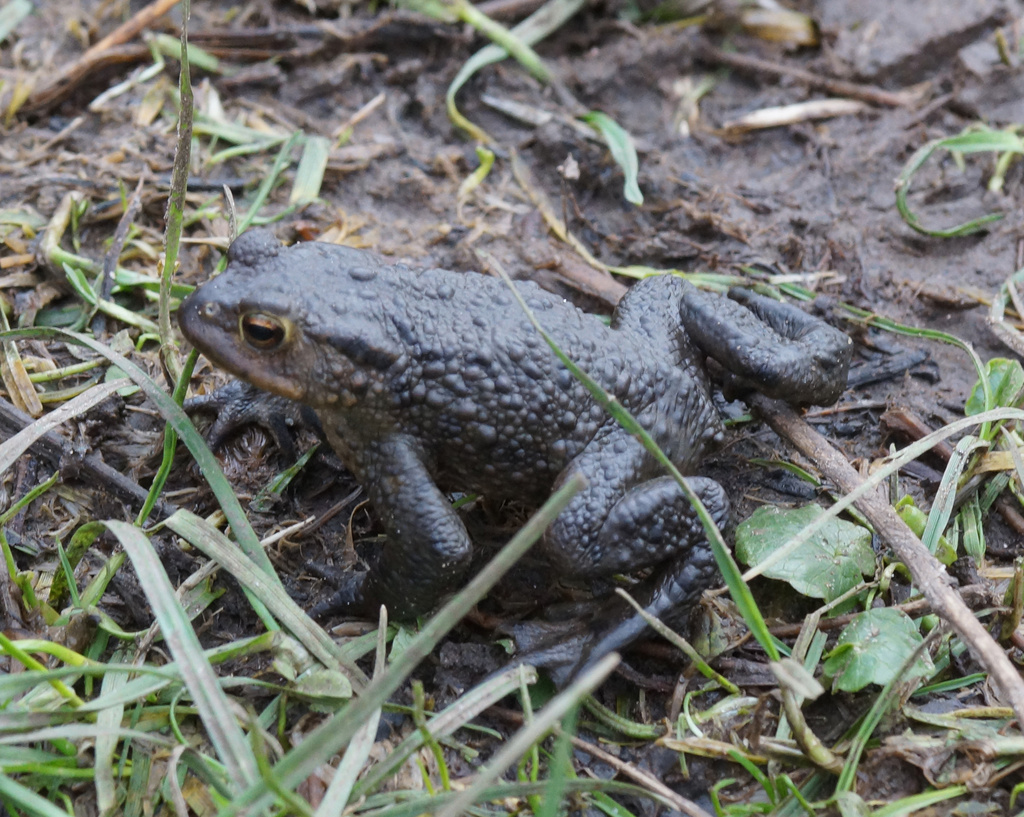 Common Toad by pcoulson