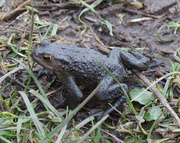 6th Feb 2014 - Common Toad