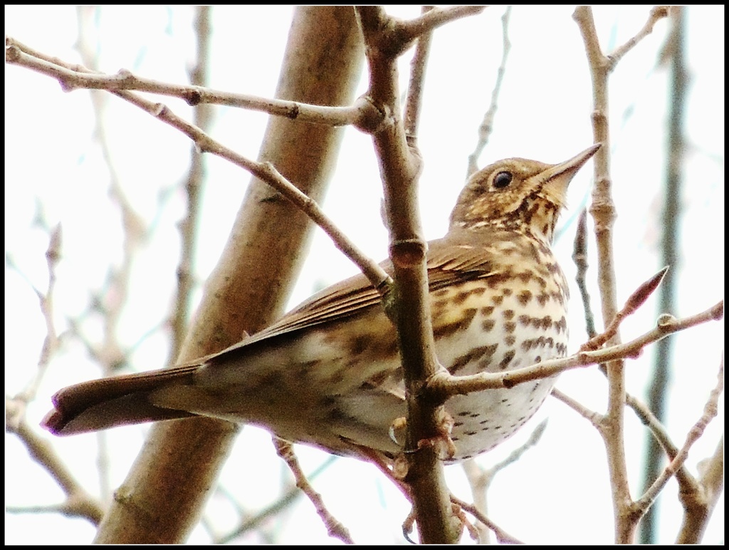 Our friendly song thrush by rosiekind