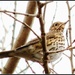 Our friendly song thrush by rosiekind