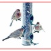 Our housefinches by bruni