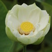 Another beautiful Lotus flower by rustymonkey