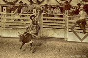 6th Feb 2014 - Bull Riding