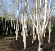 6th Feb 2014 - Jacquemontii birch trees