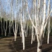 Jacquemontii birch trees by foxes37