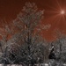 A Winter's Delight by digitalrn