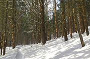 6th Feb 2014 - A walk through the forest!