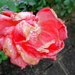 Uplakana ruža by vesna0210