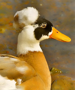 3rd Dec 2013 - Miss Quackalot Rocks A New Do