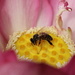 Busy Bee by rustymonkey