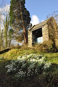 7th Feb 2014 - A bed of snowdrops...