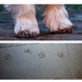 7th February 2014 - F for Feet and Footprints by pamknowler