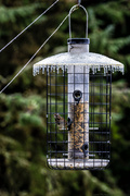 7th Feb 2014 - Icicles On the Feeder