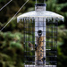 Icicles On the Feeder by jgpittenger