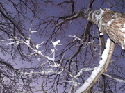4th Feb 2014 - Tree Art