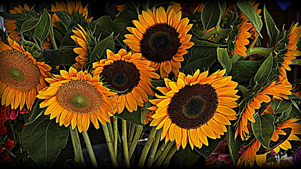 Farmer's Market Flowers by peggysirk